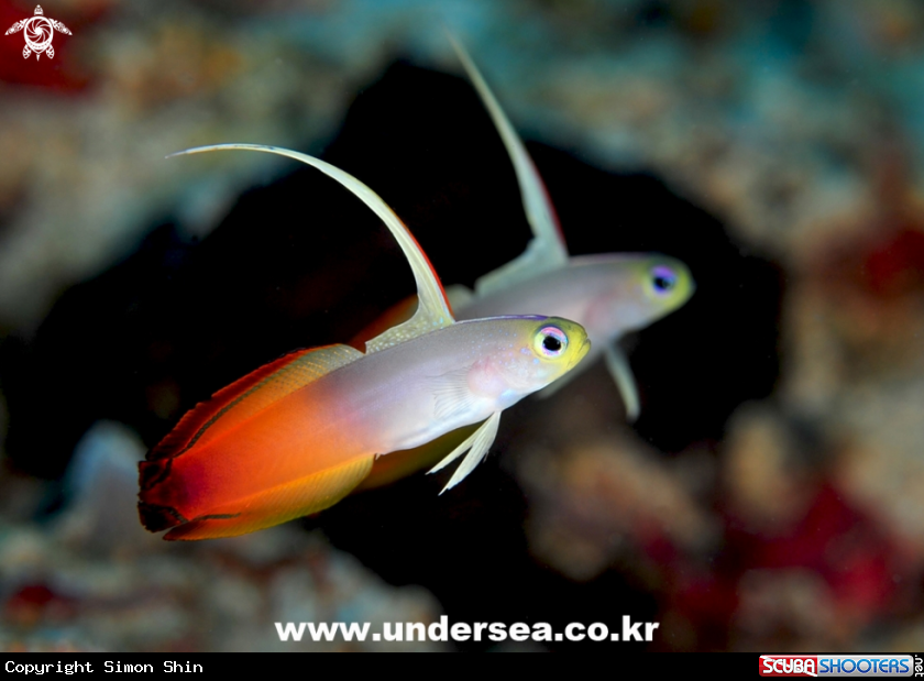 A red fire goby