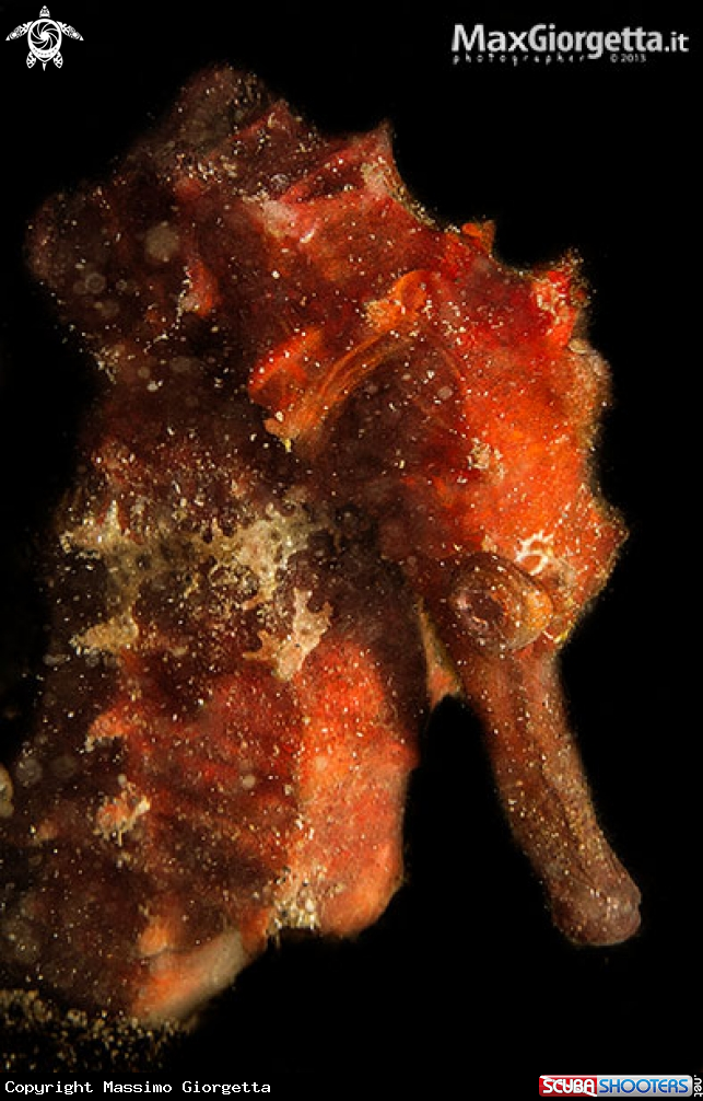 A red sea horse