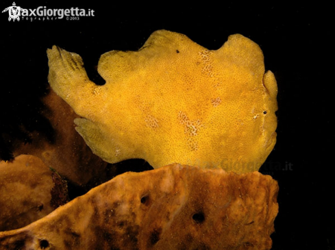 A yellow frog fish