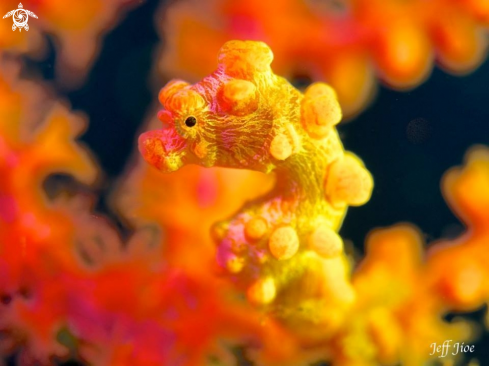 A Yellow Pygmy Seahorse