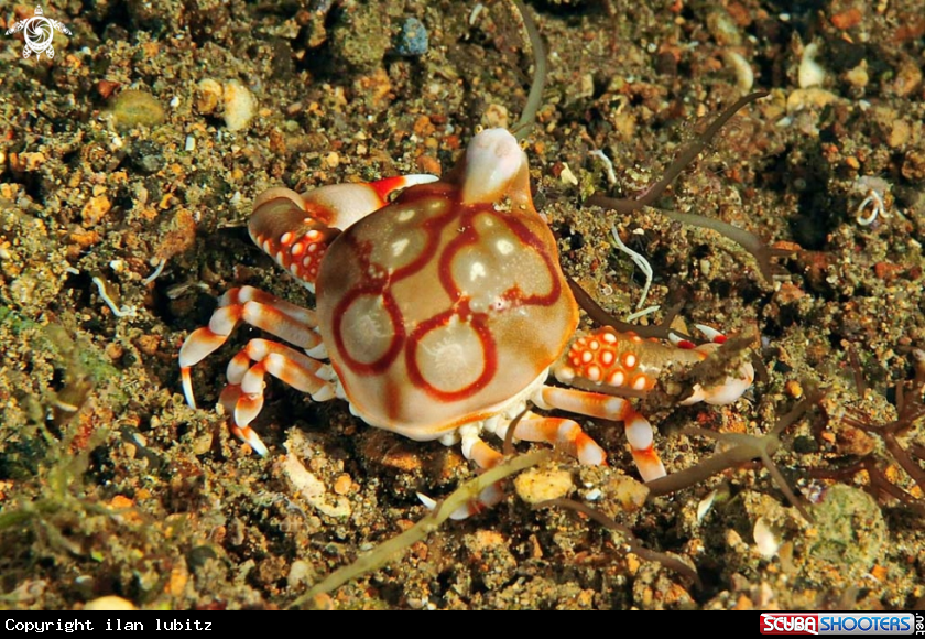 A porcelain crab