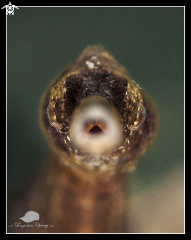 A  Syngnathidae Sp. | Common Pipe Fish