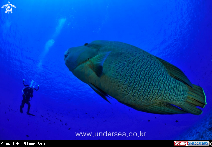 Green humphead parrotfish & diver