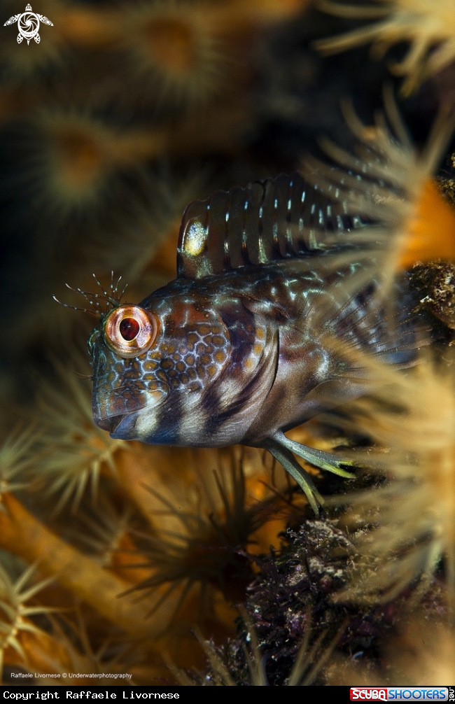 Blenny in the flowers!!