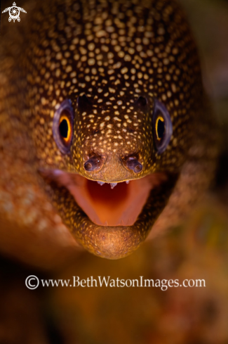 A Golden Tail Moray