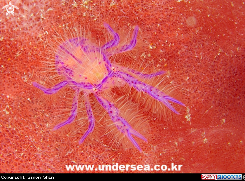 Pink Hairy Squat Lobster