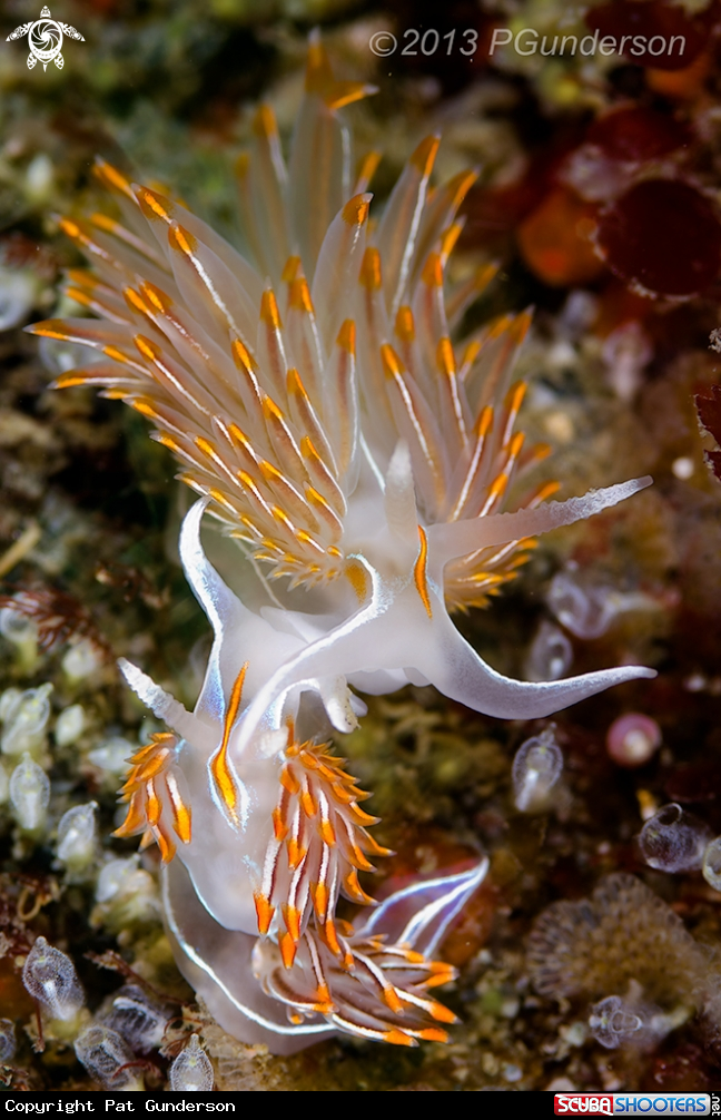 A Opalescent Nudibranch