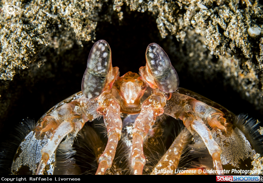 Mantis shrimp eye portrait