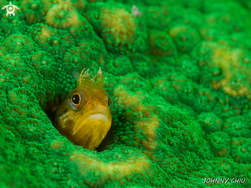 A Sponge Shrimp