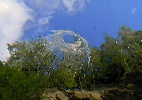 A freshwater jellyfish