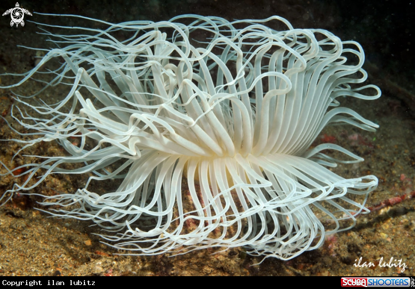 A tube anemone