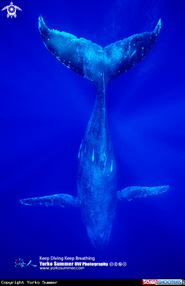 A Humpback Whale