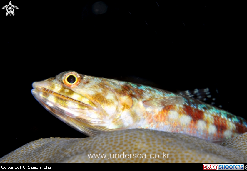 lizard fish