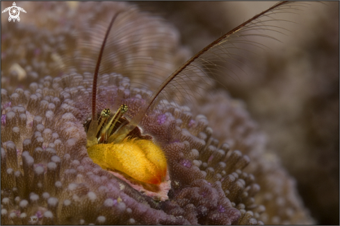 A Coral residing hermit crab 