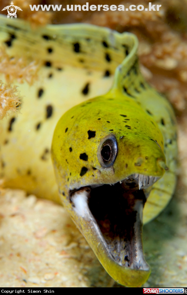 angry moray eel