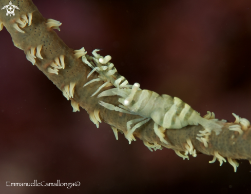 A symbiotic shrimp