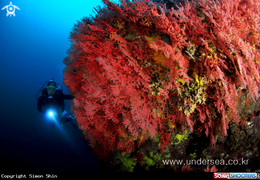 Horn coral & Diver