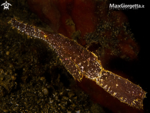A Solenostemus cyanopterus | Robust Ghost Pipefish