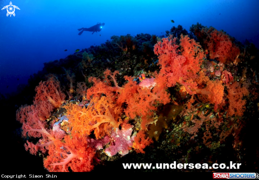 soft coral & diver