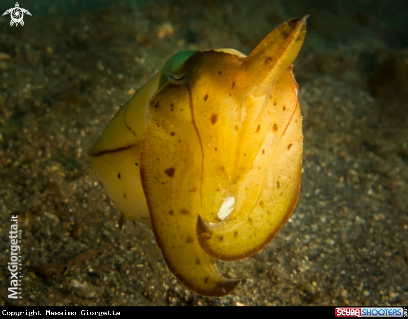 Yellow Cuttle 
