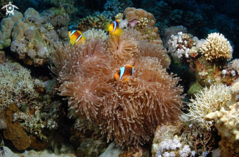 A Sea Anemone