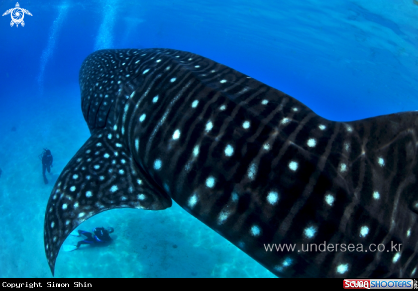 whale shark in Oslob, philippines