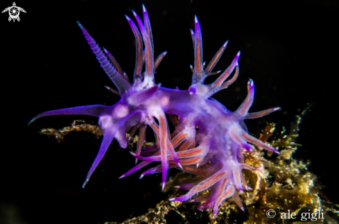 A flabellina affinis | flabellina