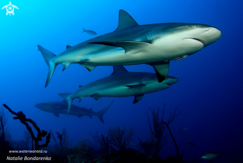A Grey Reef sharks