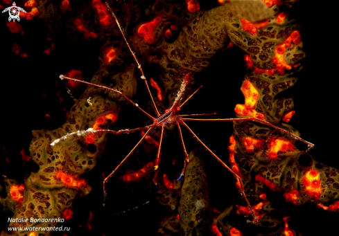 A Spider crab