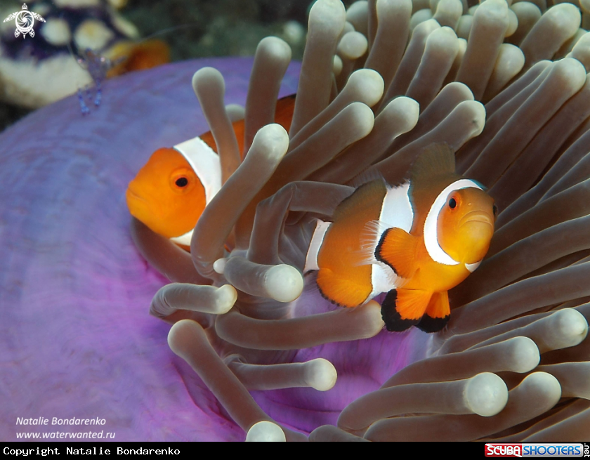 Amphiprions
