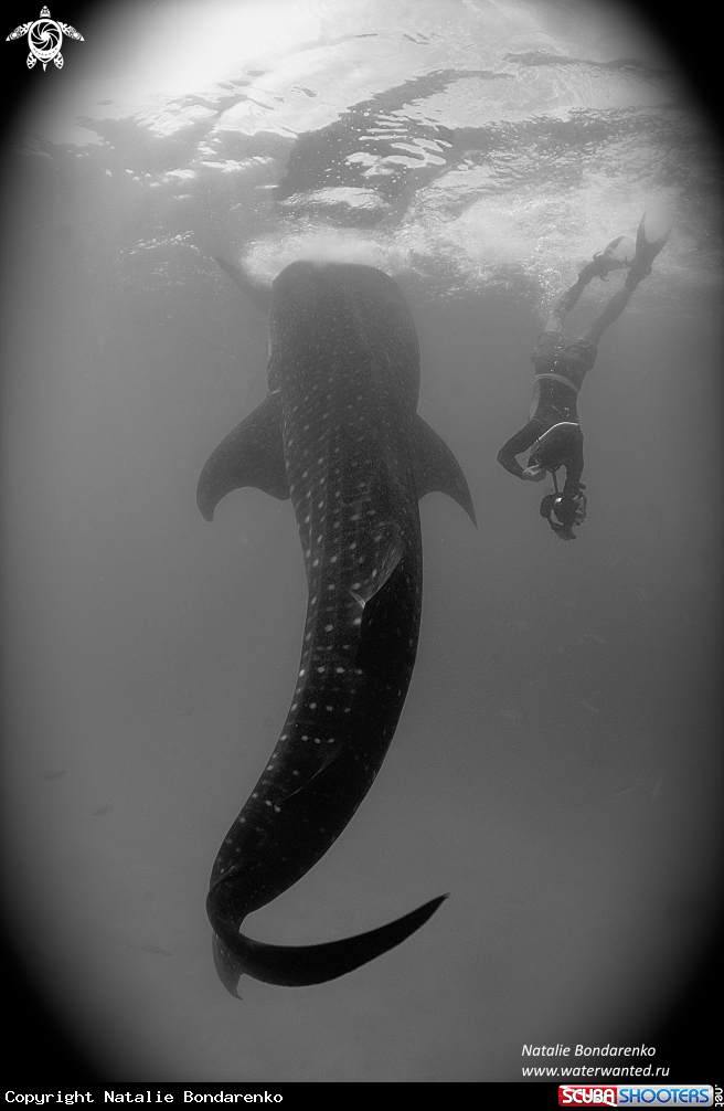 Whale shark and freediver