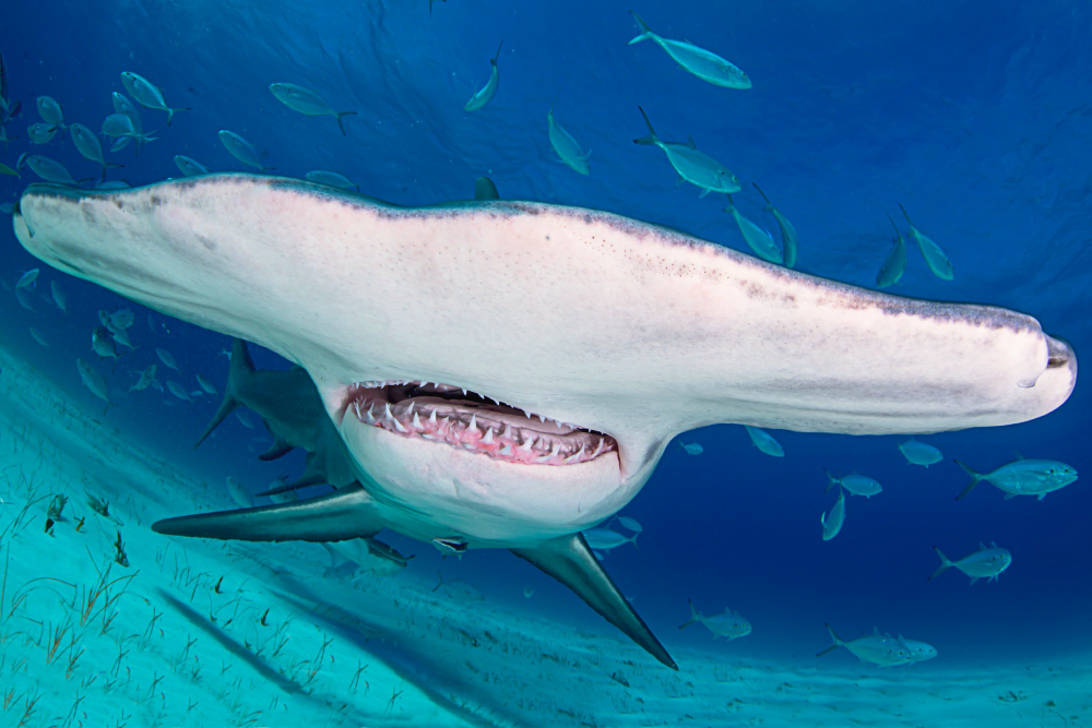 Hammerhead shark teeth