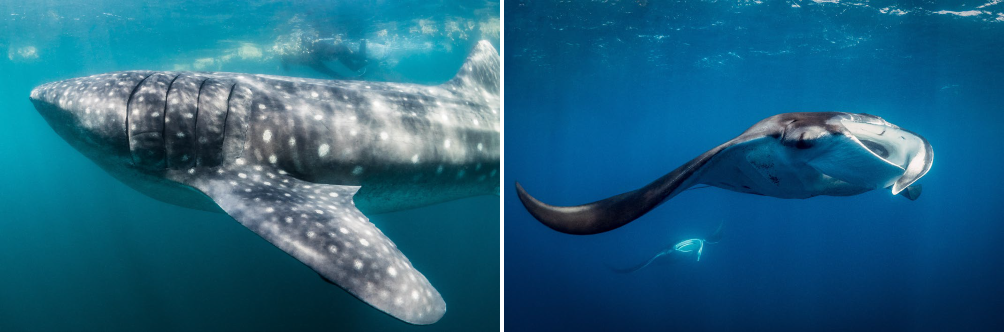 Whale shark and manta ray