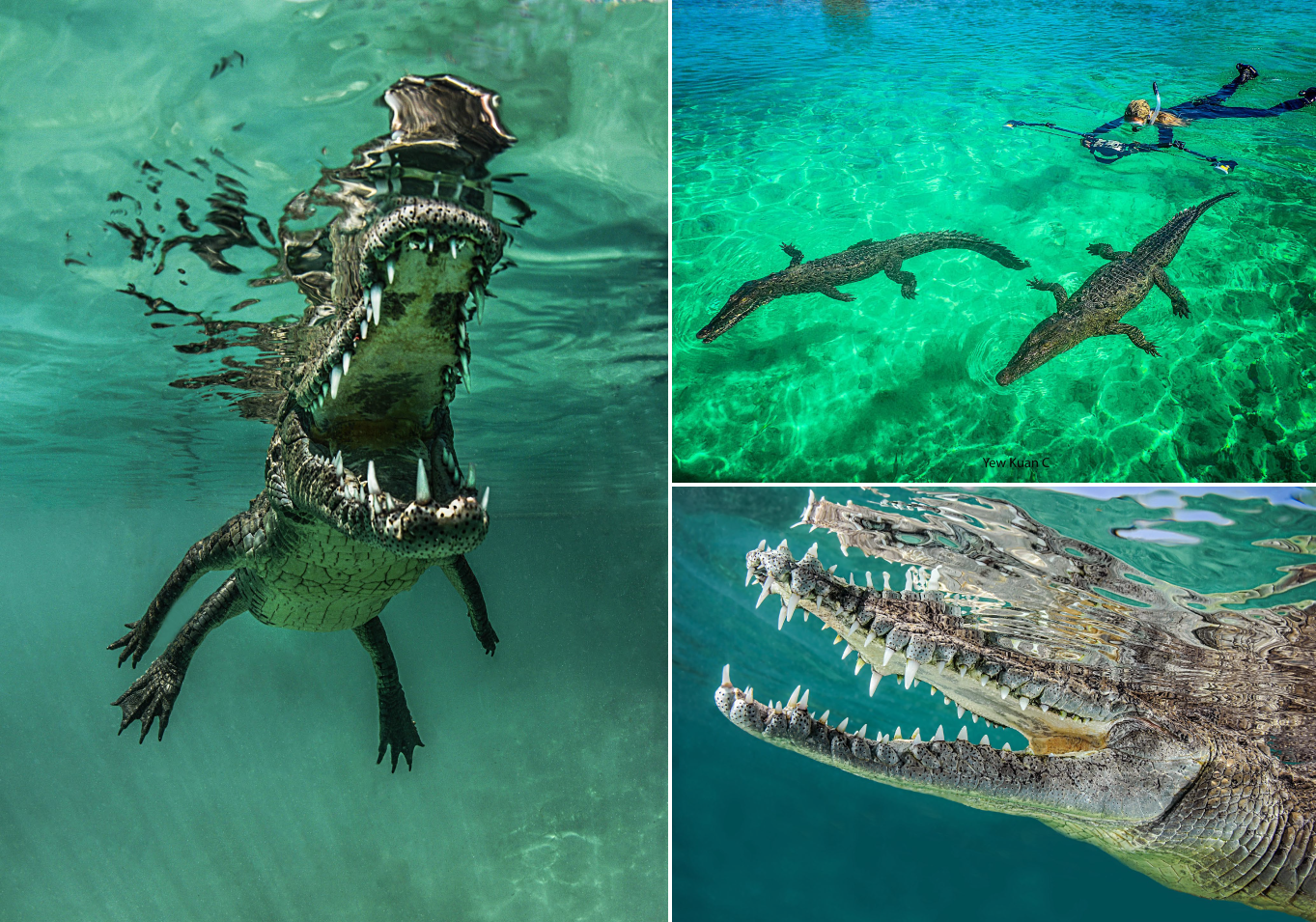 Crocodiles in Jardines de la Reina - Cuba