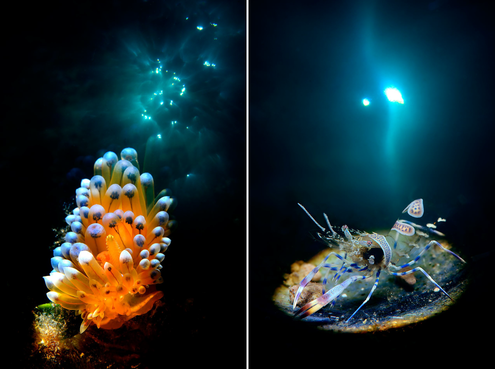 Double exposure underwater