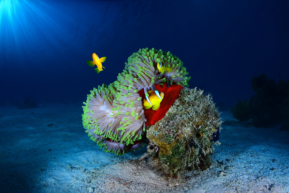 Clownfishes and anemone