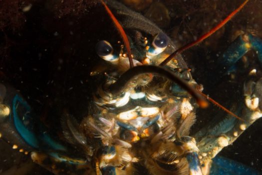 Lobster Reserve in Oslo - Norway