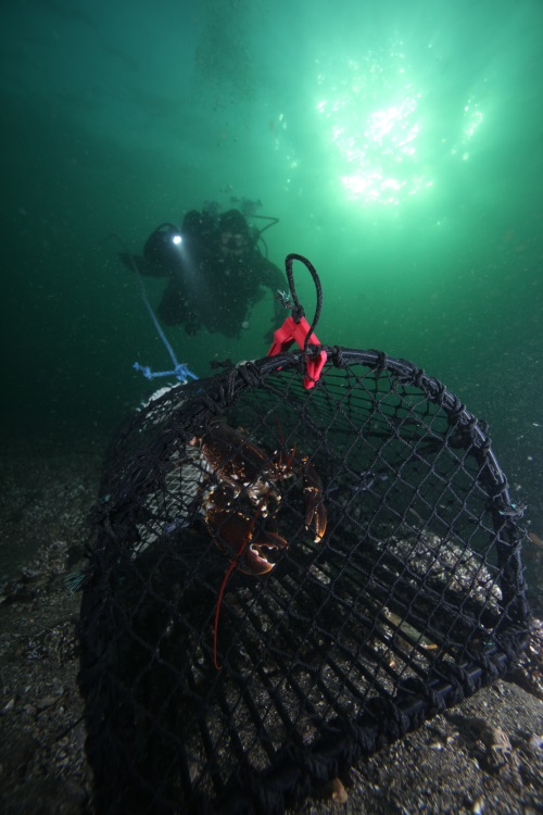 Lobster reserve craw