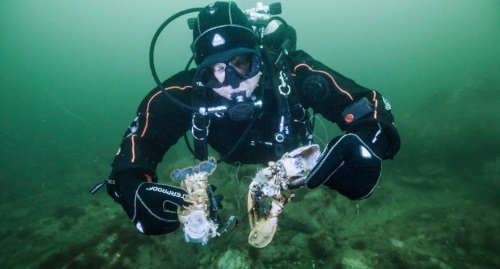 Lobsters who had died after getting stuck in fishing equipment.