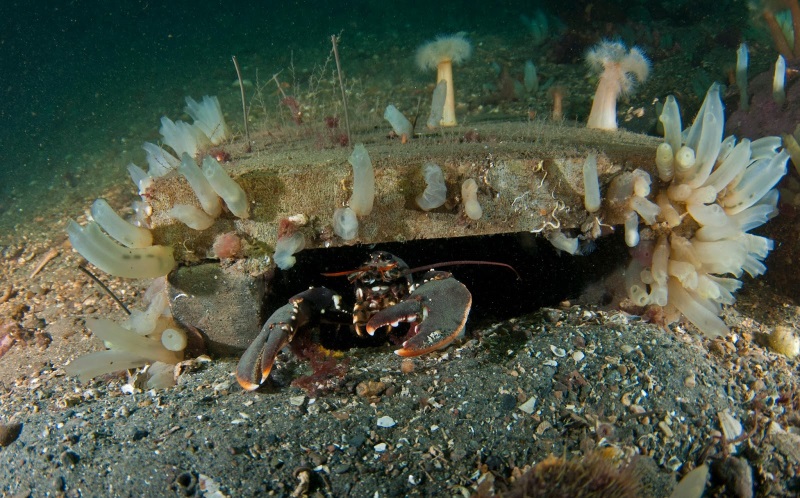 Lobster house