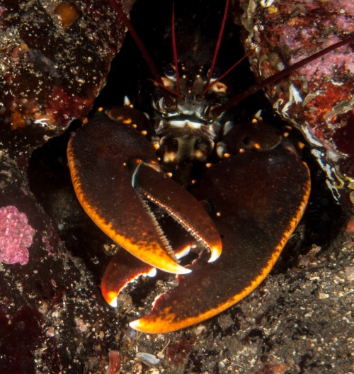 Lobster