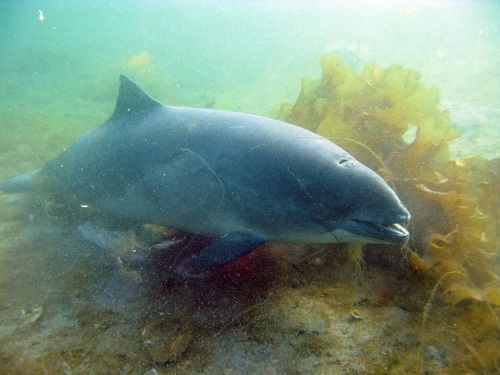Porpoise
