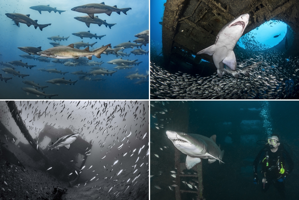 Sand tiger shark