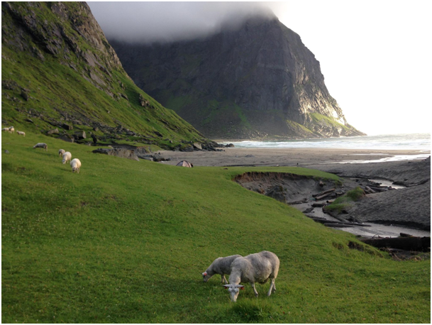 lofotenvesteralen area 13