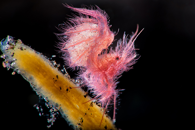 shrimp festival 1st place - photo by Leon Haoqin Zhao