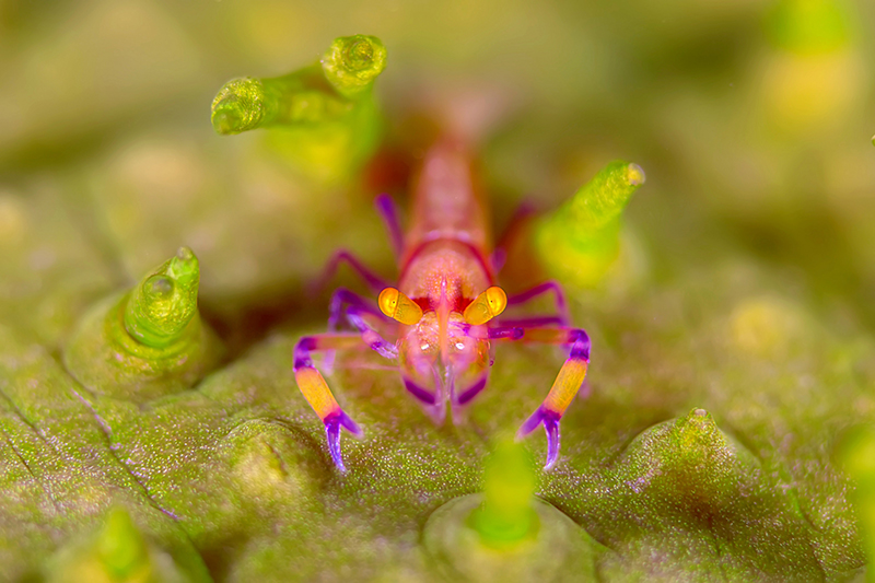 shrimp festival 2nd place - photo by Tianhong Wang