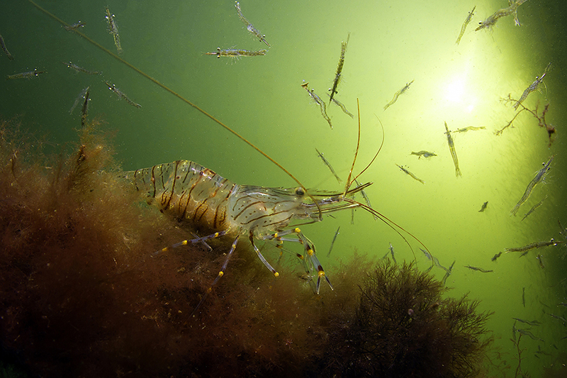 shrimp festival 3rd place - photo by Gino Symus