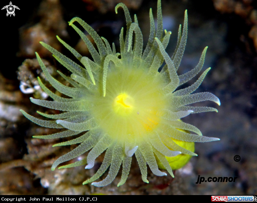 A Corail jaune