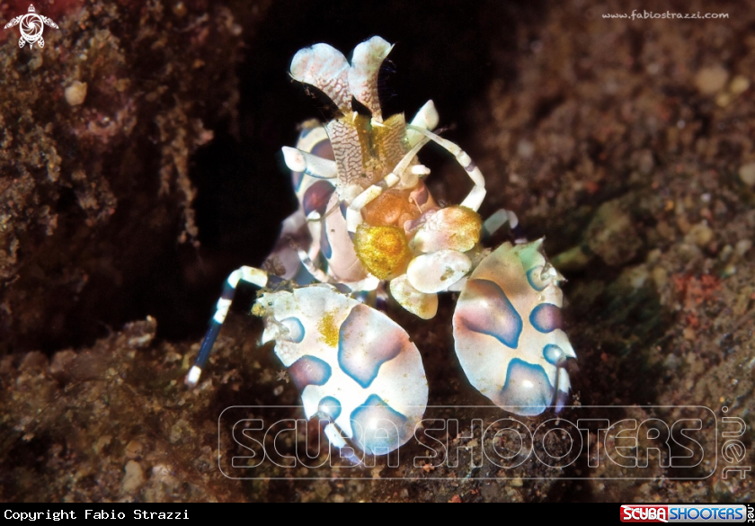 A underwater creature