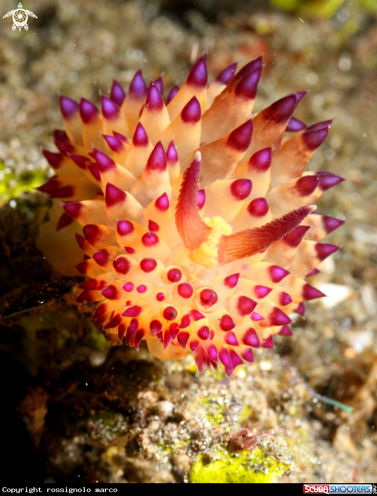 A Nudibranch